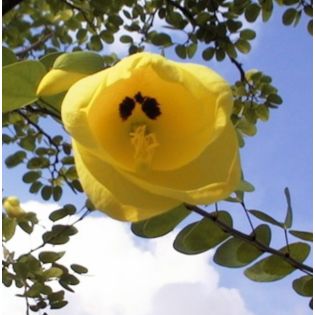 Bauhinia tomentosa – Arbre aux orchidées jaunes