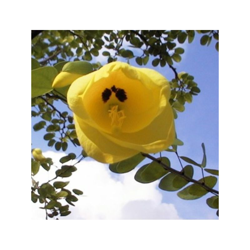 Bauhinia tomentosa – Arbre aux orchidées jaunes
