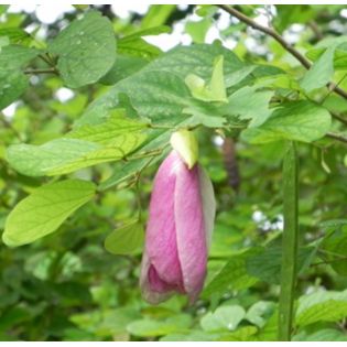 Bauhinia tomentosa – Arbre aux orchidées jaunes