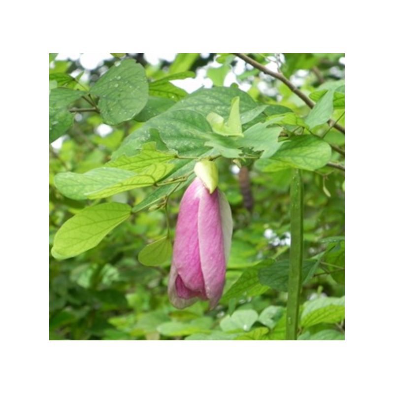 Bauhinia tomentosa – Arbre aux orchidées jaunes