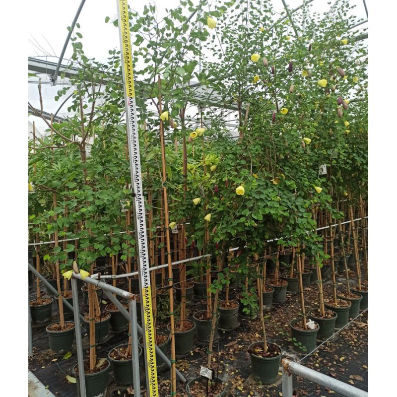 Bauhinia tomentosa – Arbre aux orchidées jaunes