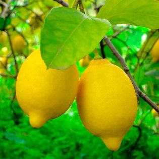 Citrus limon ‘Lunario’ – Citronnier des quatre saisons