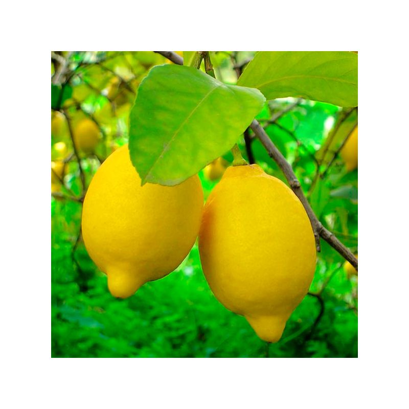 Citrus limon ‘Lunario’ – Citronnier des quatre saisons