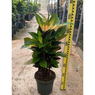 Codiaeum variegatum ‘Iceton’ – Croton au feuillage multicolore
