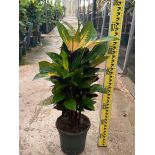 Codiaeum variegatum ‘Iceton’ – Croton au feuillage multicolore