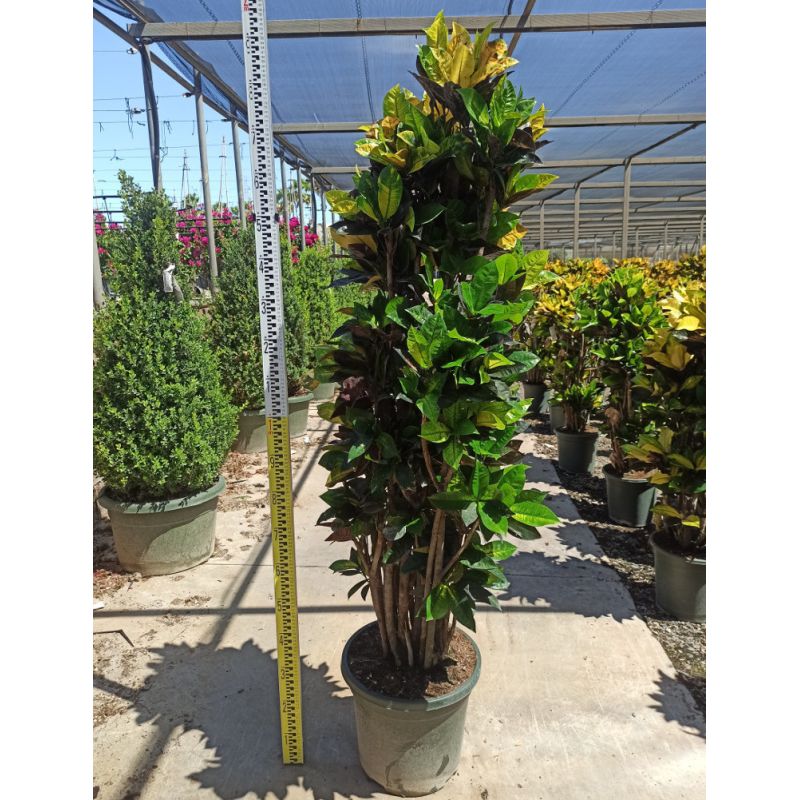 Codiaeum variegatum ‘Iceton’ – Croton au feuillage multicolore