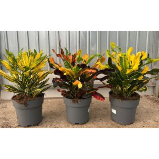 Codiaeum variegatum ‘Mammi’ – Croton aux feuilles torsadées et multicolores