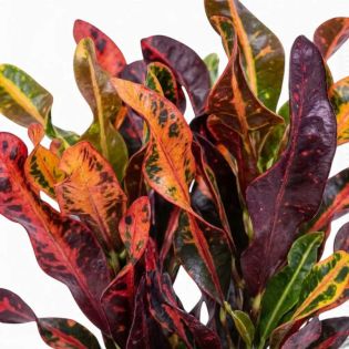 Codiaeum variegatum ‘Mammi’ – Croton aux feuilles torsadées et multicolores