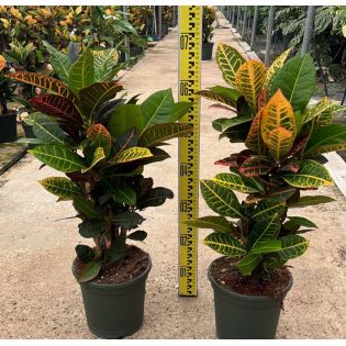 Codiaeum variegatum ‘Petra’ – Croton à grandes feuilles multicolores