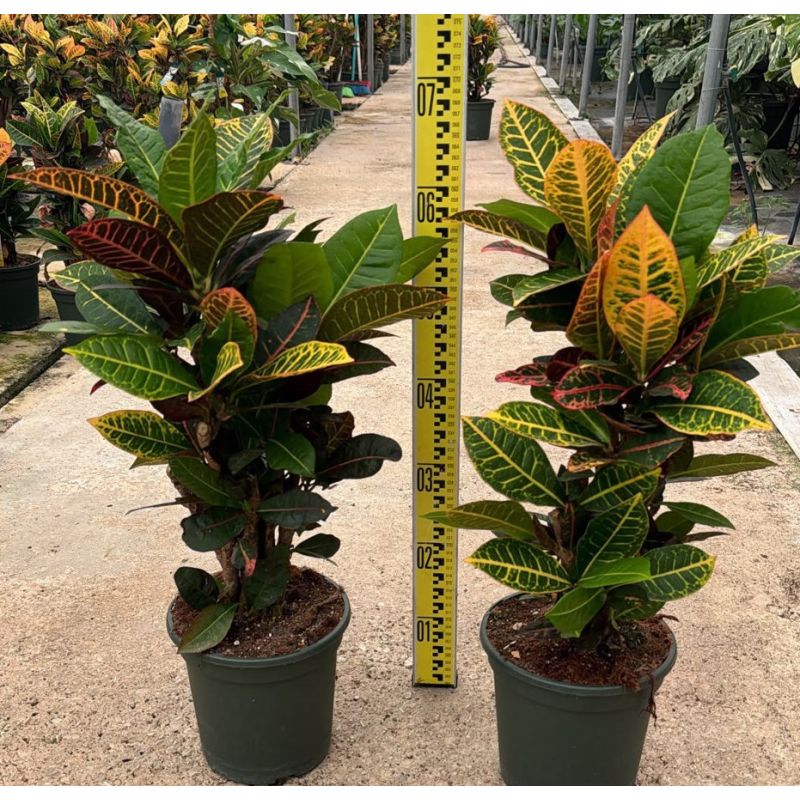Codiaeum variegatum ‘Petra’ – Croton à grandes feuilles multicolores