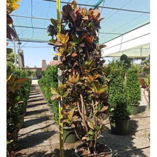 Codiaeum variegatum ‘Petra’ – Croton à grandes feuilles multicolores