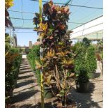 Codiaeum variegatum ‘Petra’ – Croton à grandes feuilles multicolores