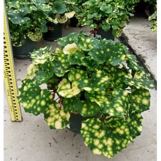 Ligularia tussilaginea 'Aureo-maculata' (plante panthère)