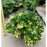 Ligularia tussilaginea 'Aureo-maculata' (plante panthère)