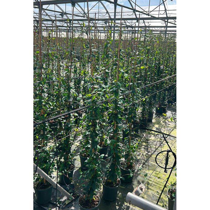 Lonicera japonica – Chèvrefeuille du Japon à floraison parfumée
