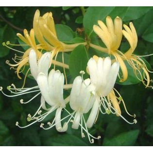 Lonicera japonica – Chèvrefeuille du Japon à floraison parfumée