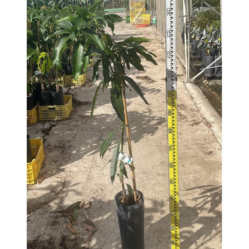 Mangifera indica 'Maya' (Manguier)
