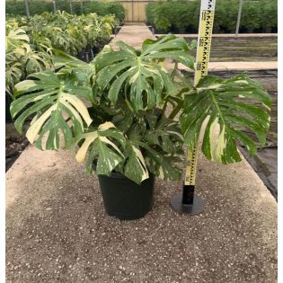 Monstera deliciosa 'Thai Constellation' – Un feuillage étoilé aux nuances crème