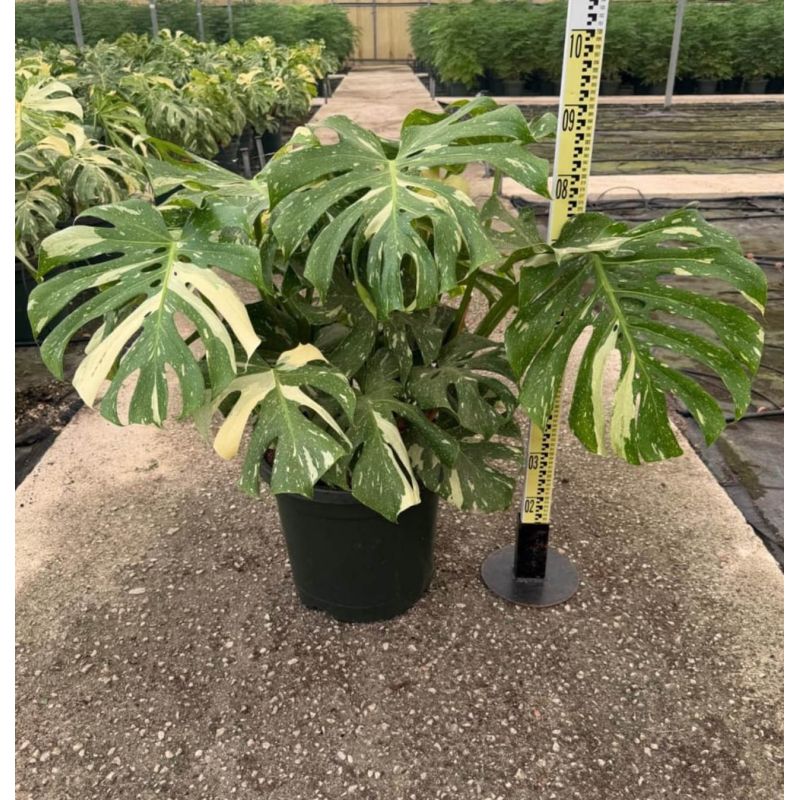 Monstera deliciosa 'Thai Constellation' – Un feuillage étoilé aux nuances crème