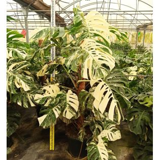 Monstera deliciosa 'Variegata'