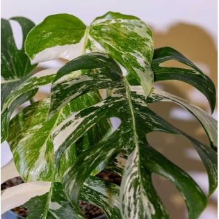 Monstera deliciosa 'Variegata'