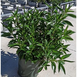 Myoporum pictum