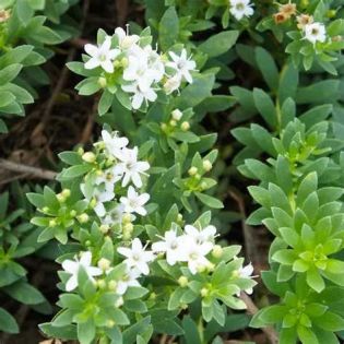 Myoporum pictum