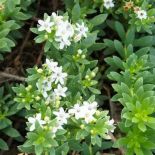 Myoporum pictum