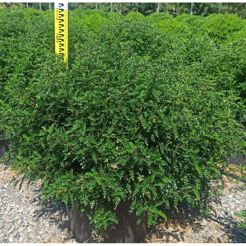 Operculicarya decaryi (arbre éléphant de Madagascar Jabily)