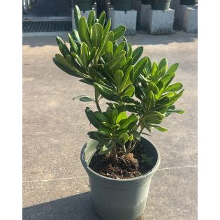 Pittosporum tobira, un feuillage élégant et le parfum de la fleur d’oranger