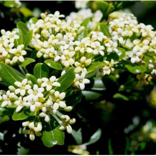 Pittosporum tobira, un feuillage élégant et le parfum de la fleur d’oranger