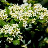 Pittosporum tobira, un feuillage élégant et le parfum de la fleur d’oranger