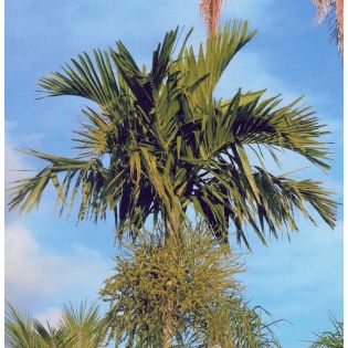 Ptychosperma elegans