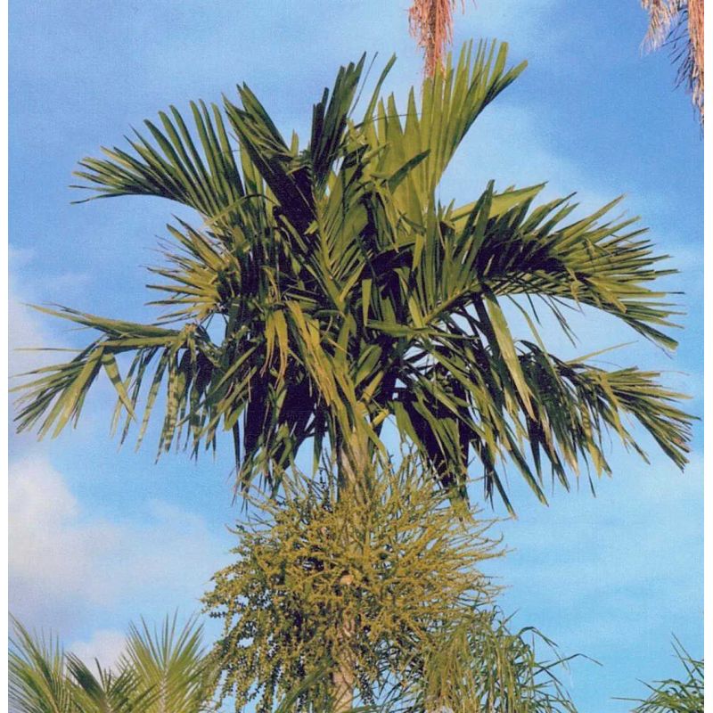 Ptychosperma elegans