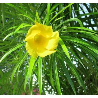 Thevetia peruviana laurier jaune, thévétia du Pérou