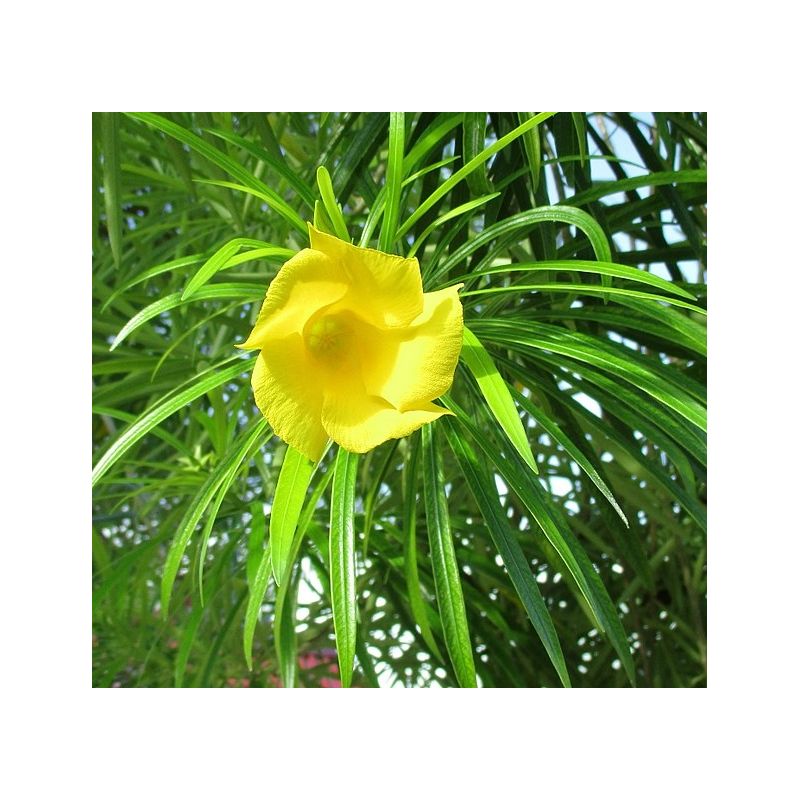Thevetia peruviana laurier jaune, thévétia du Pérou