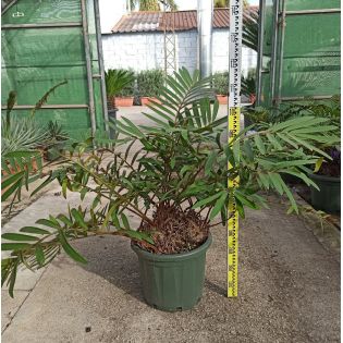 Zamia furfuracea (palmier carton, cycadale carton, zamia)