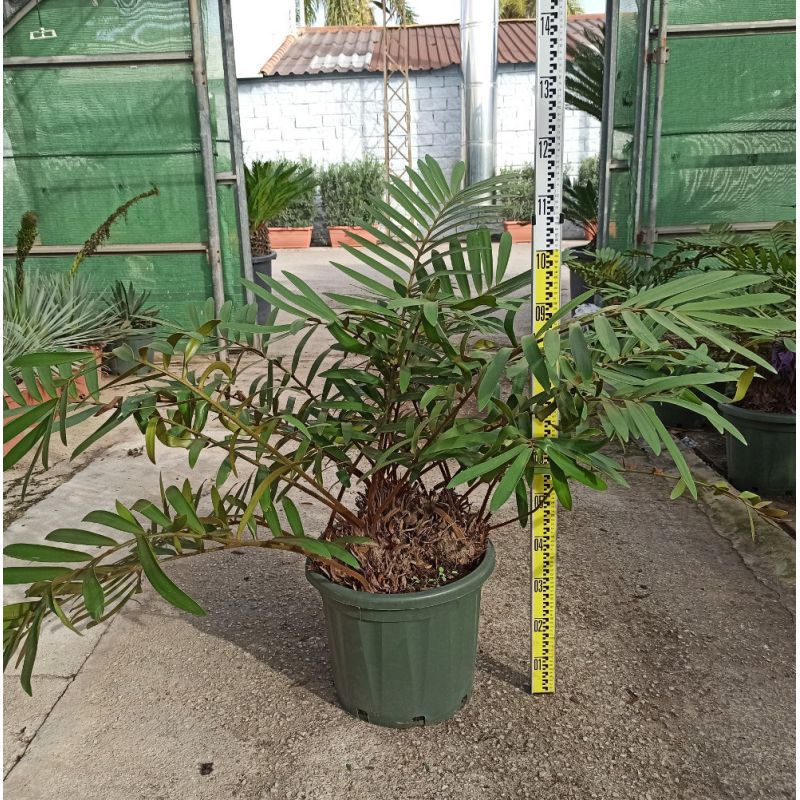 Zamia furfuracea (palmier carton, cycadale carton, zamia)