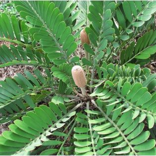 Zamia furfuracea (palmier carton, cycadale carton, zamia)