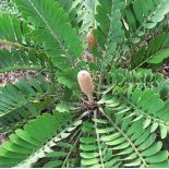 Zamia furfuracea (palmier carton, cycadale carton, zamia)