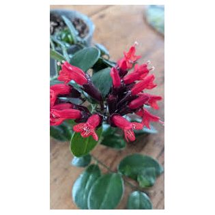 Aeschynanthus hybride "Caroline"