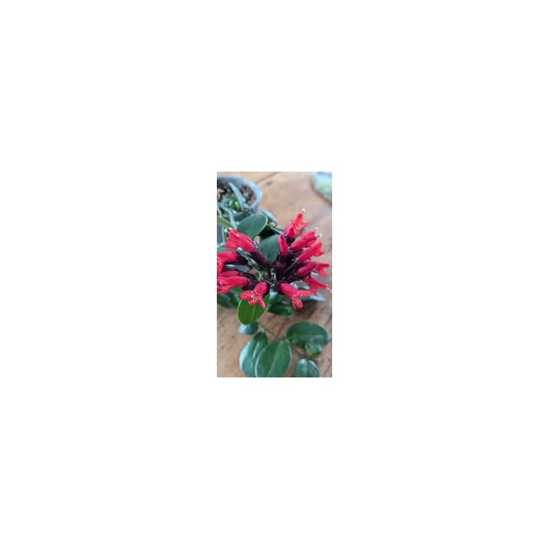 Aeschynanthus hybride "Caroline"