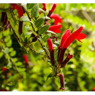 Aeschynanthus hybride "Caroline"