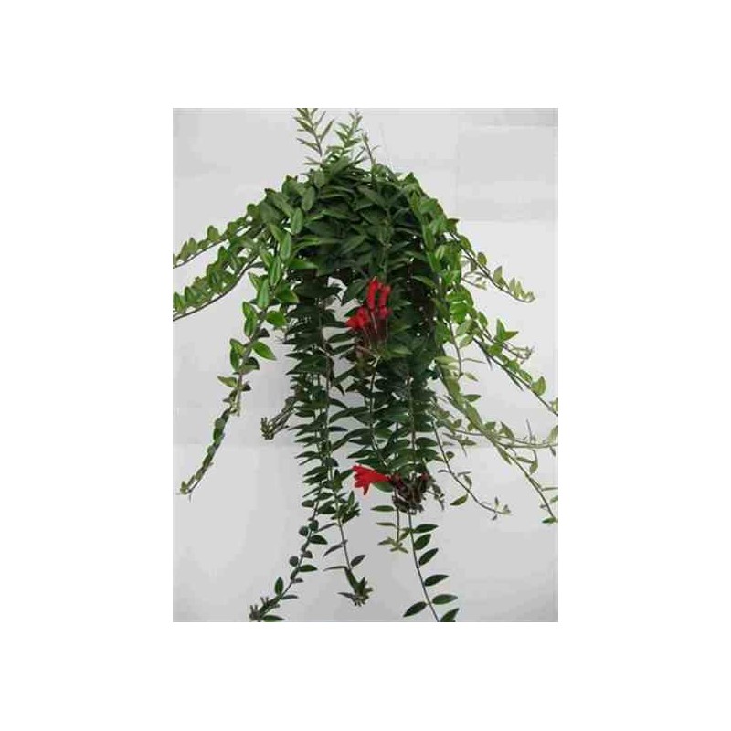 Aeschynanthus hybride