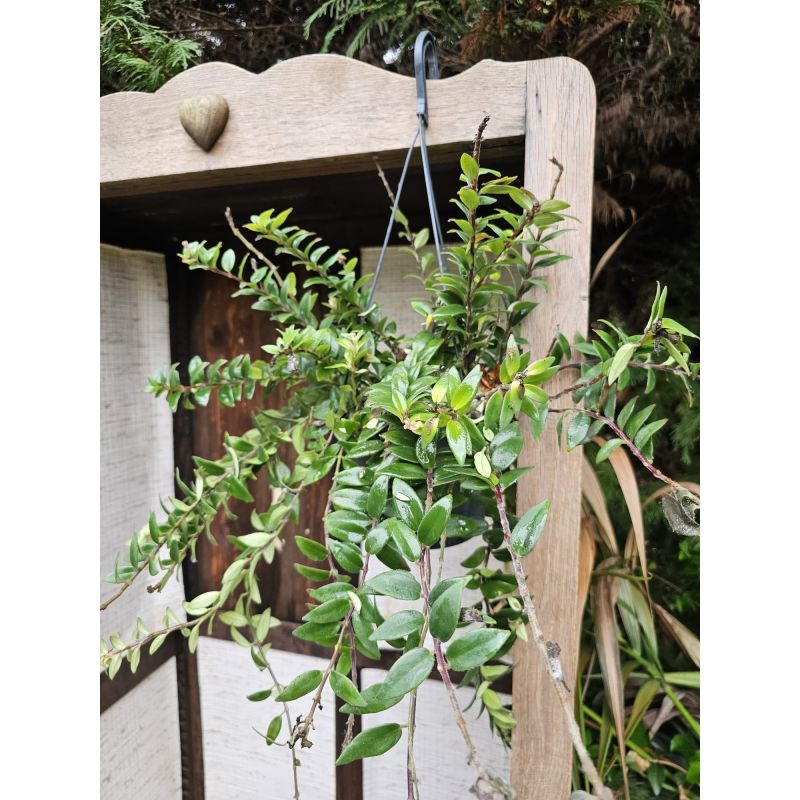 SECONDE VIE Aeschynanthus hybride "Caroline"