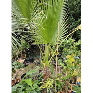 SECONDE VIE Washingtonia Robusta (Palmier éventail, Palmier du Mexique)