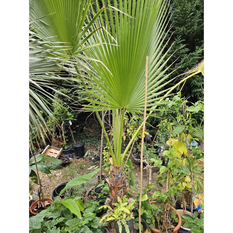 SECONDE VIE Washingtonia Robusta (Palmier éventail, Palmier du Mexique)