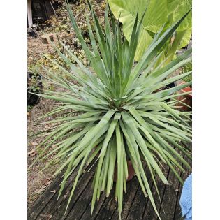 SOLDE Dracaena draco (Dragonnier des canaris)