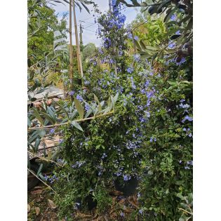 SECONDE VIE Plumbago capensis (Plumbago du Cap, Dentelaire du Cap)