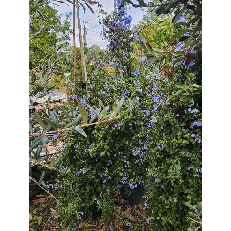 SECONDE VIE Plumbago capensis (Plumbago du Cap, Dentelaire du Cap)